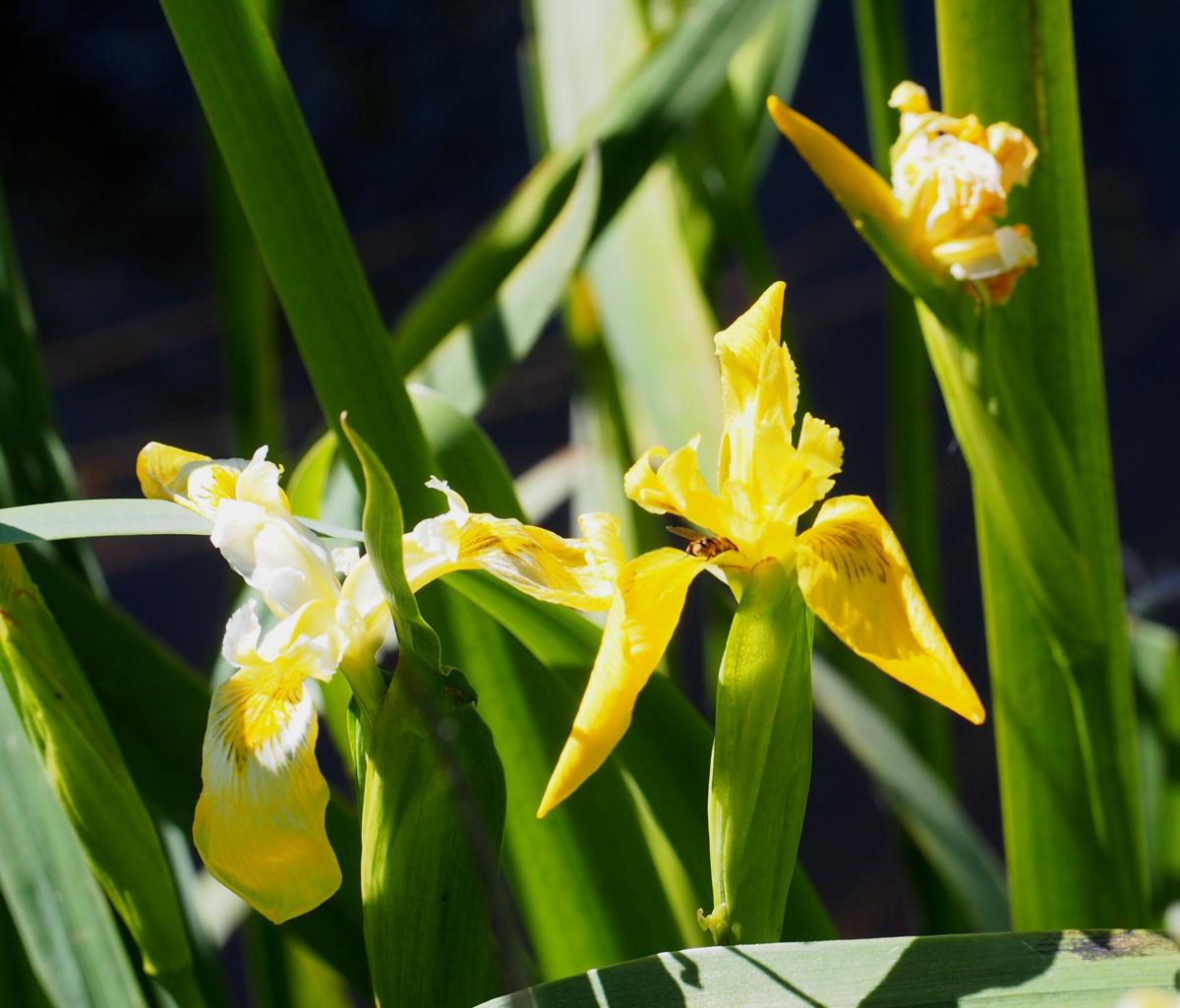 Iris, Yellow Flag flower